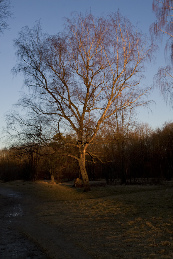 Einzelner Sonnenstrahl durch den Winter