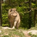 Einzelner Timberwolf hält Ausschau 