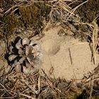 Einzelner Trichter in Stixe, Wanderdüne