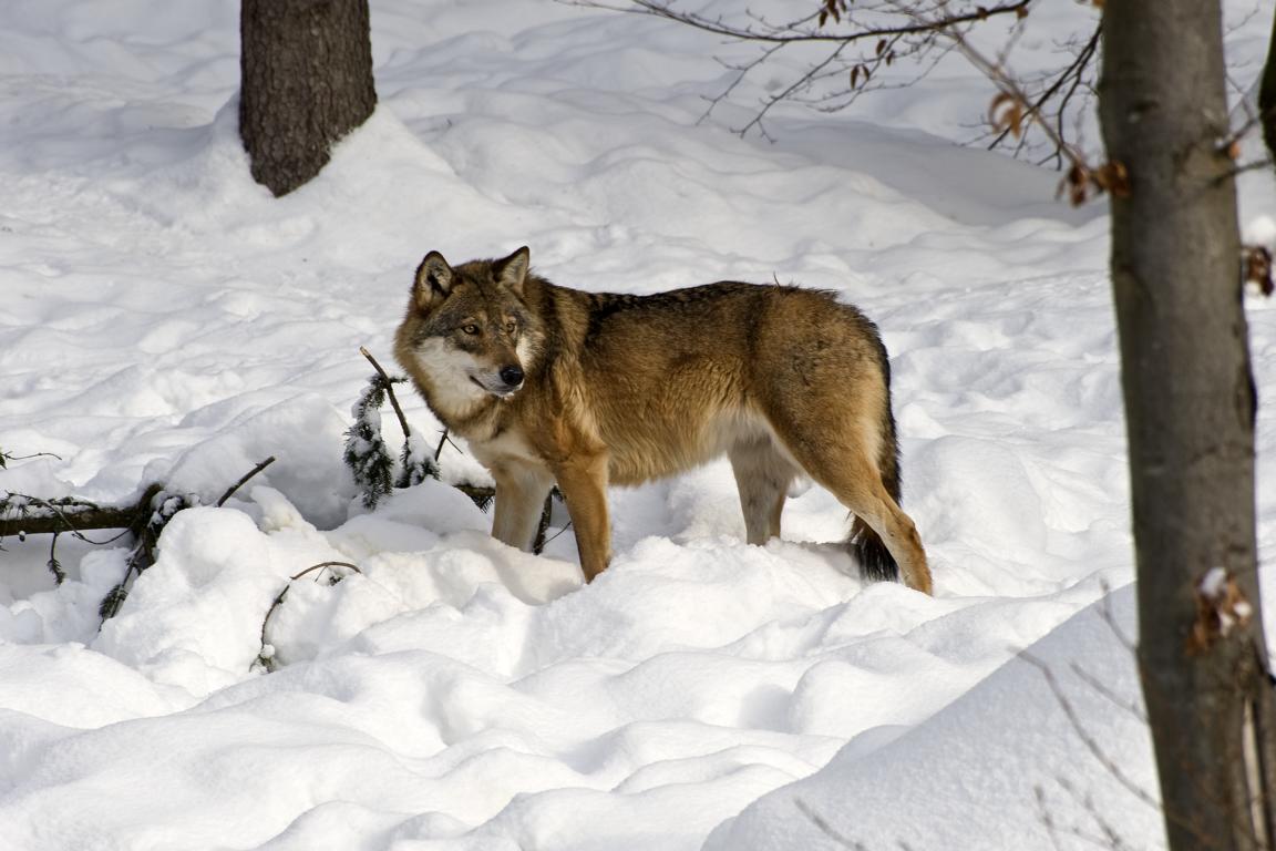 Einzelner Wolf