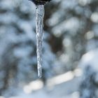 Einzelner Zapfen im Wald