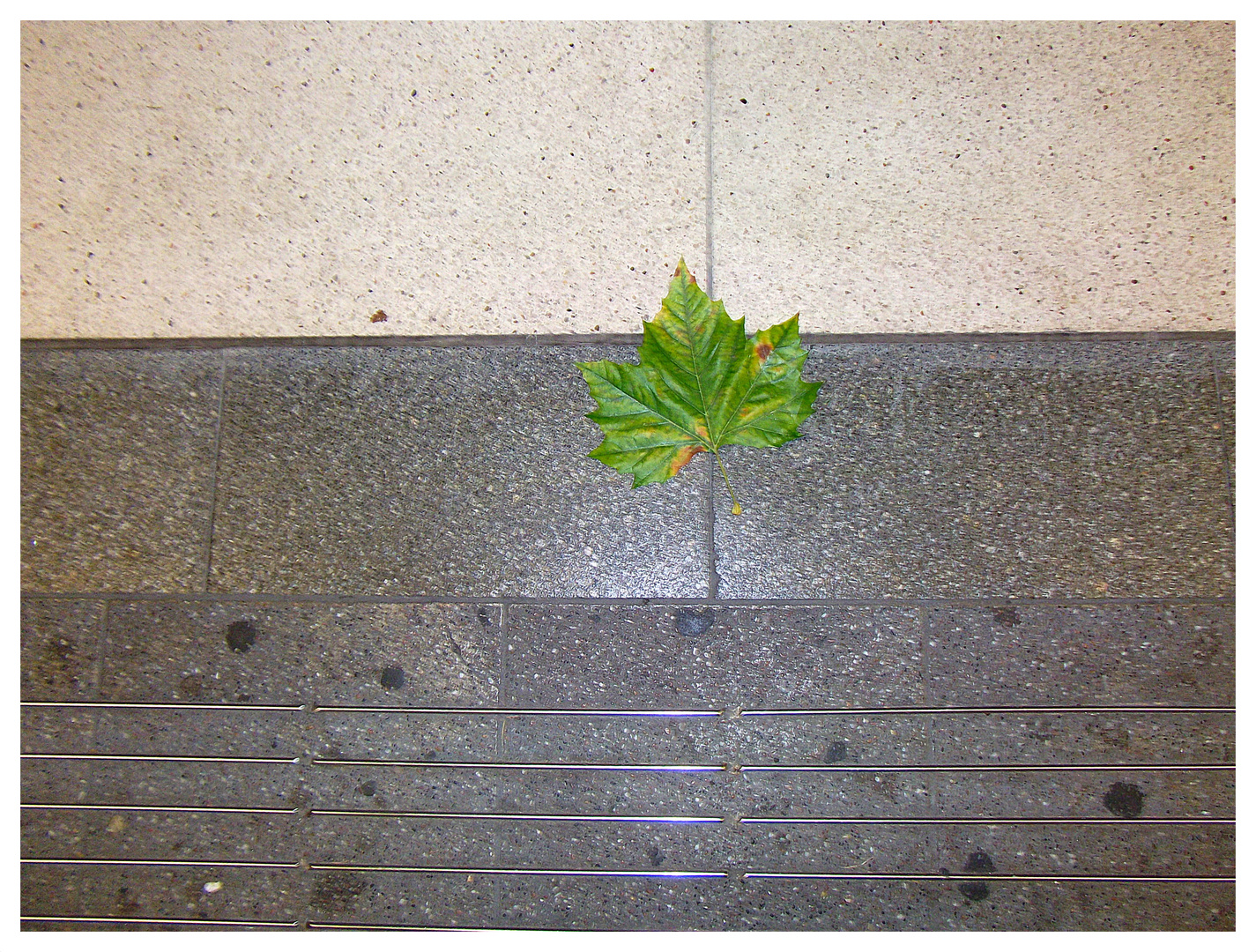 Einzelnes Blatt in der Stadtbahnhaltestelle "Jahnplatz"