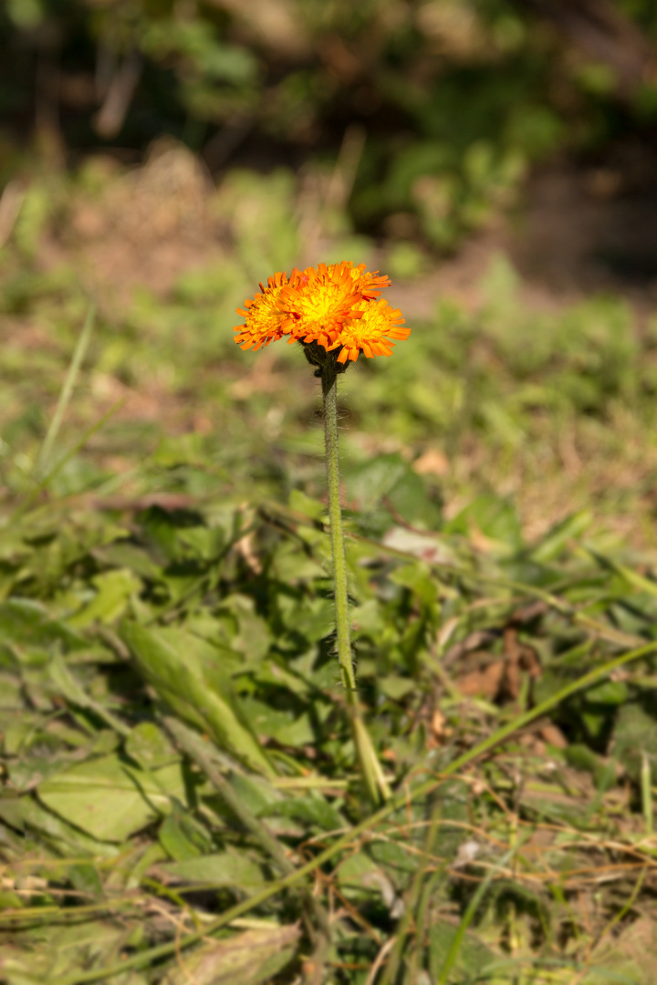 einzelnes Goldlack-Blümchen