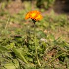 einzelnes Goldlack-Blümchen