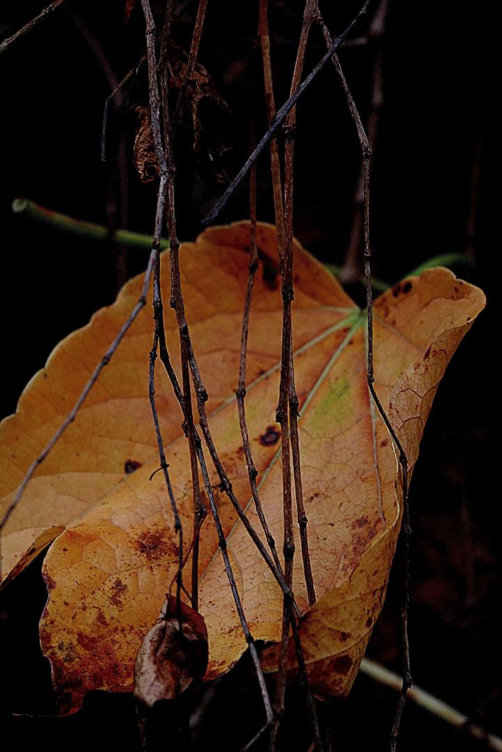 Einzelnes Herbstblatt 