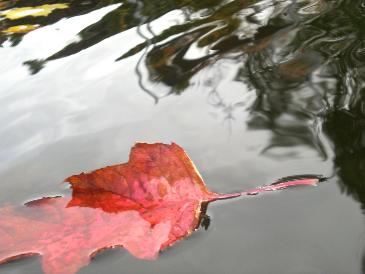 Einzelnes Herbstblatt