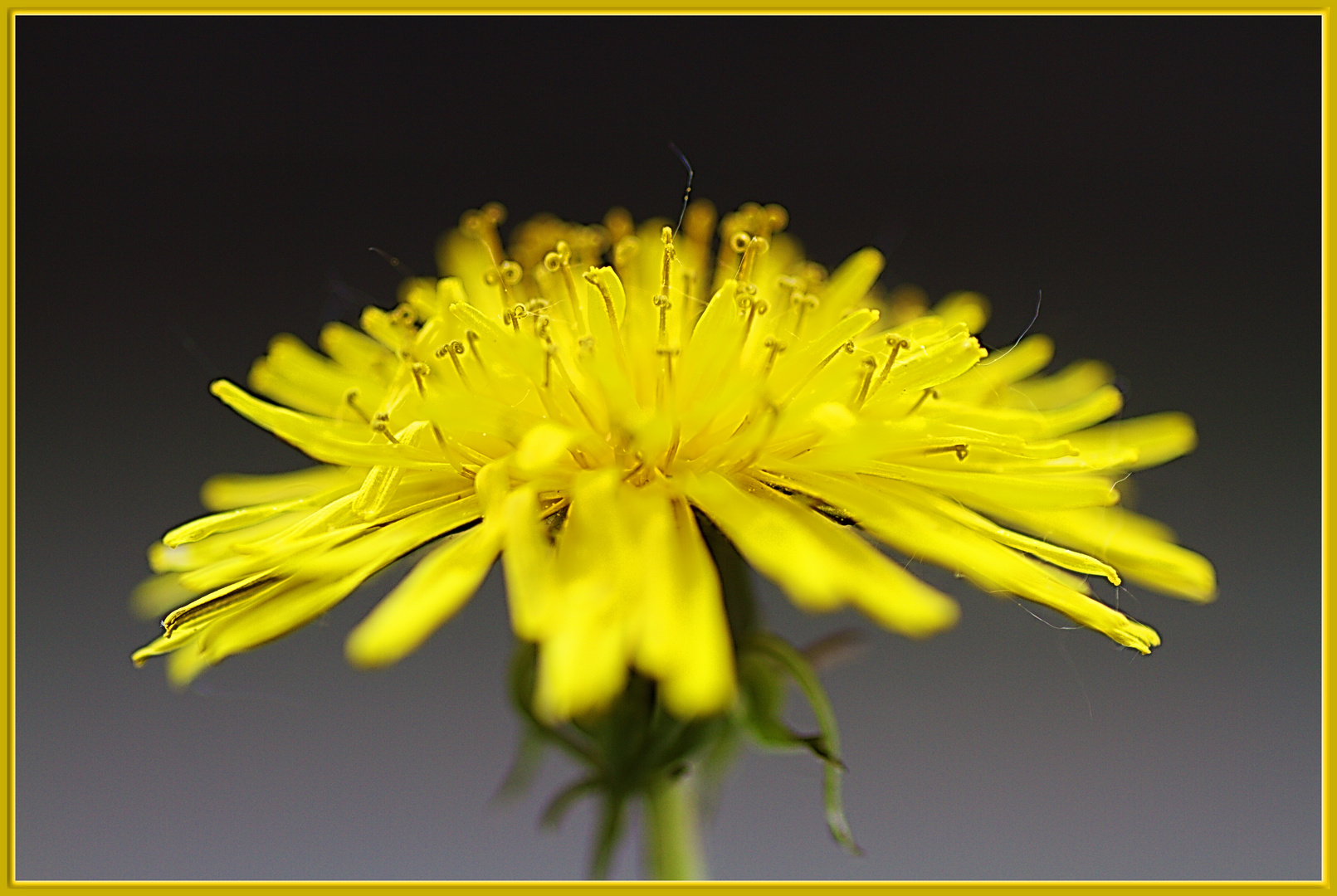 einzelnes Mauerblümchen