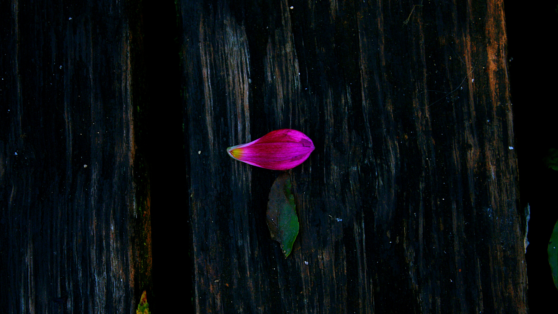 Einzelnes rosa Blatt