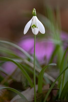 Einzelnes Schneeglöckchen