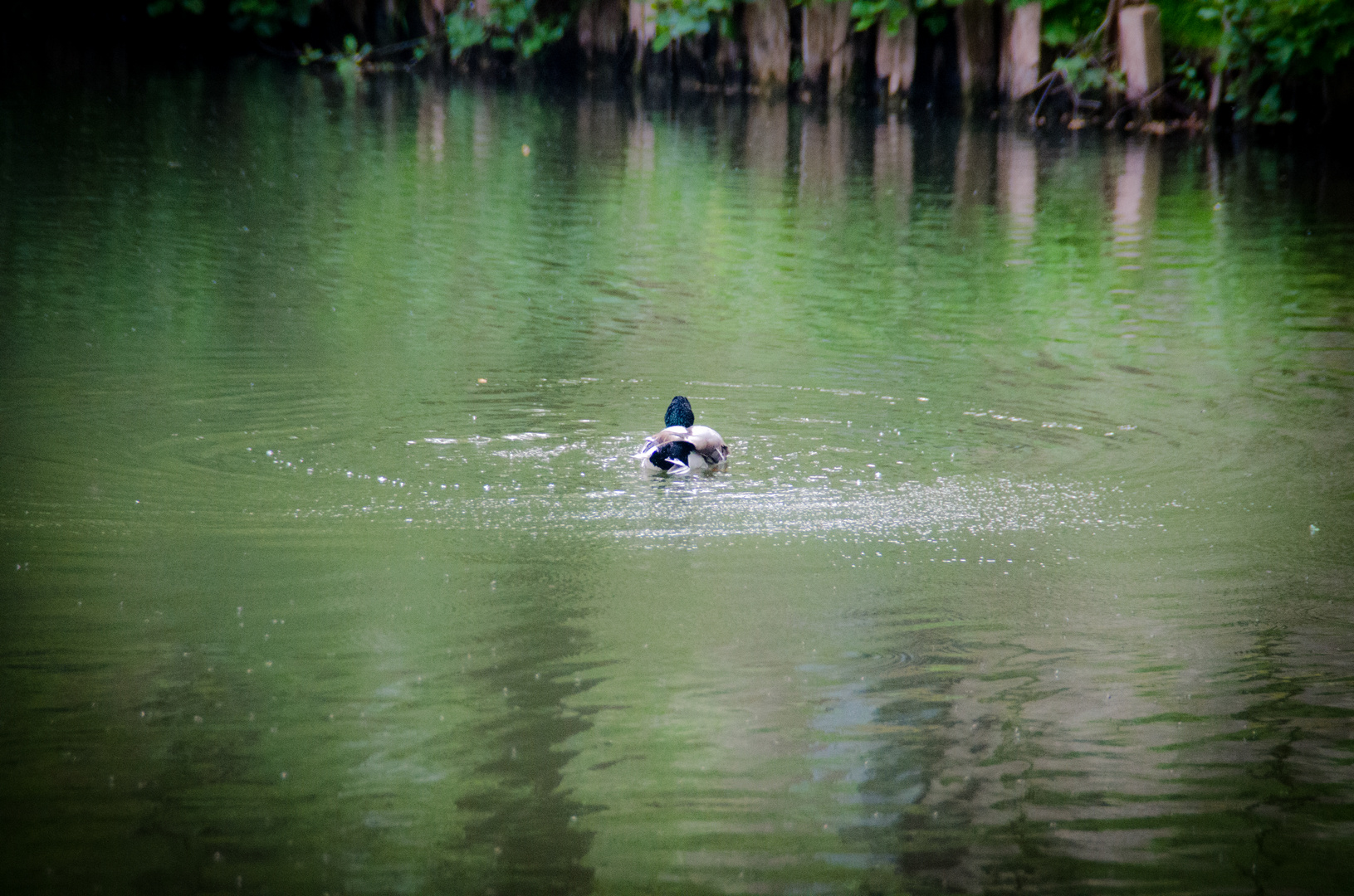 Einzelschwimmer