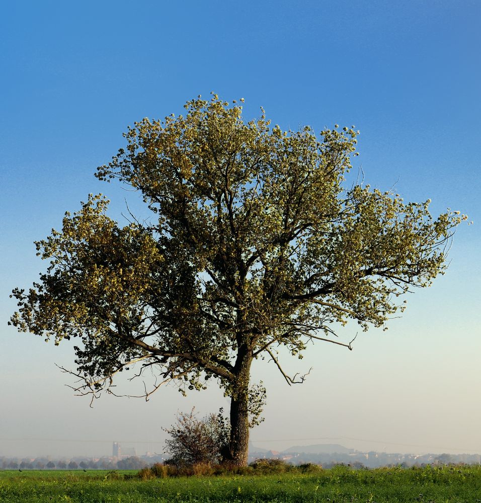 Einzelstehender Baum