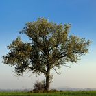 Einzelstehender Baum