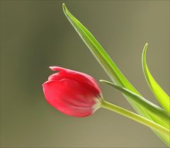 Einzelstück - Tulpe - mit ein wenig Sonnenschein....