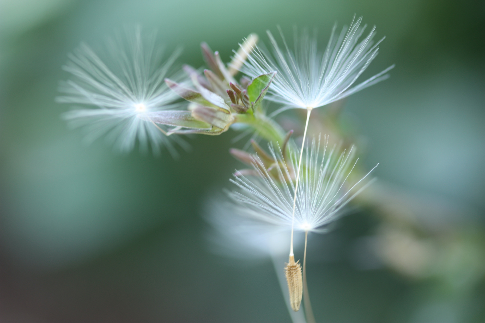 Einzelteile Pusteblume