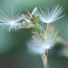 Einzelteile Pusteblume