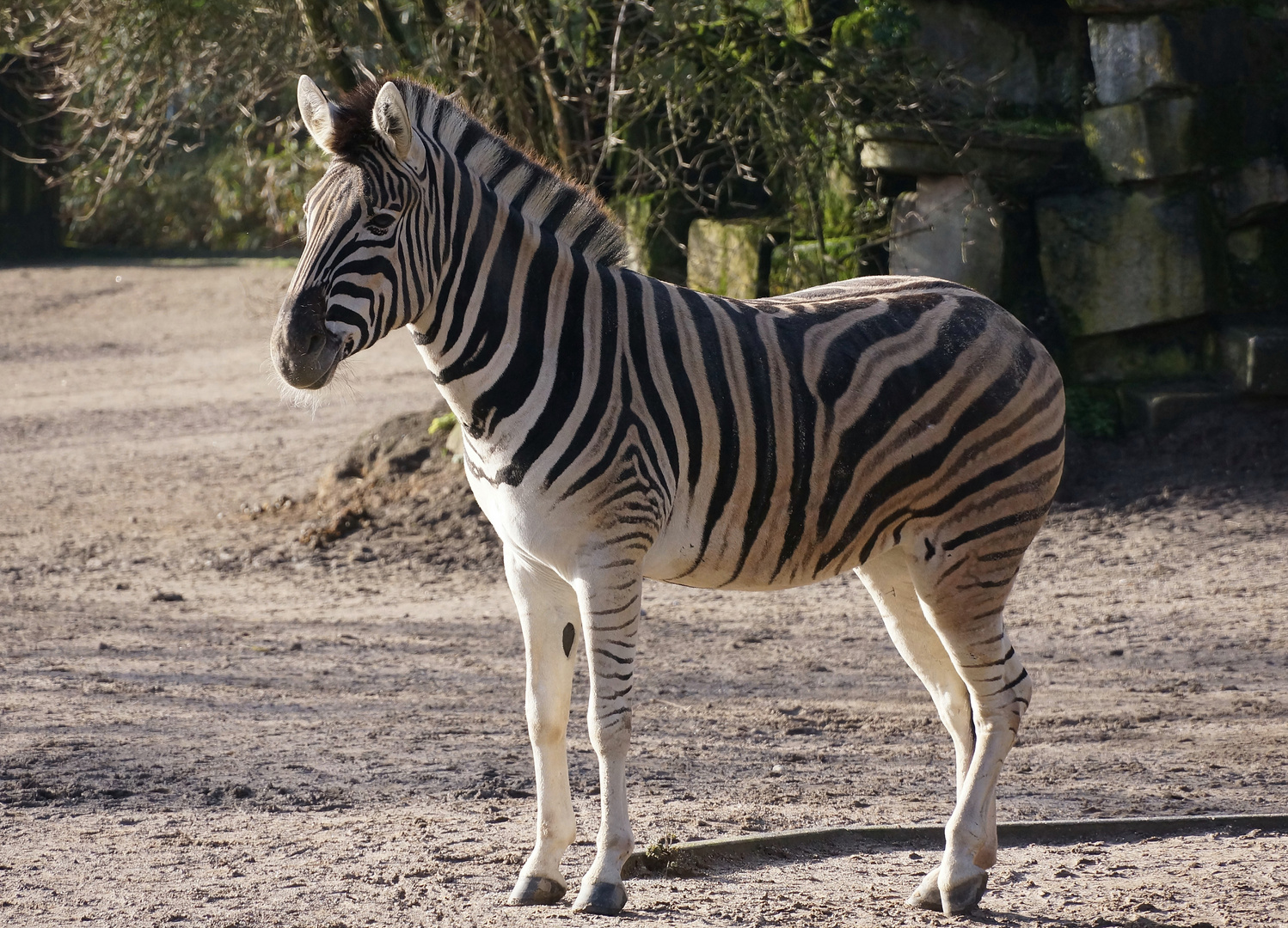 Einzelzebra