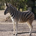 Einzelzebra