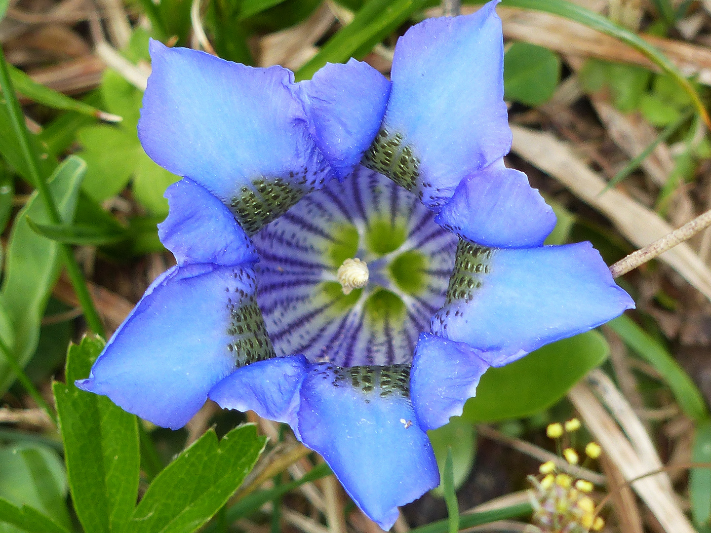 Einzianblüte, perfekte Symetrie der Natur