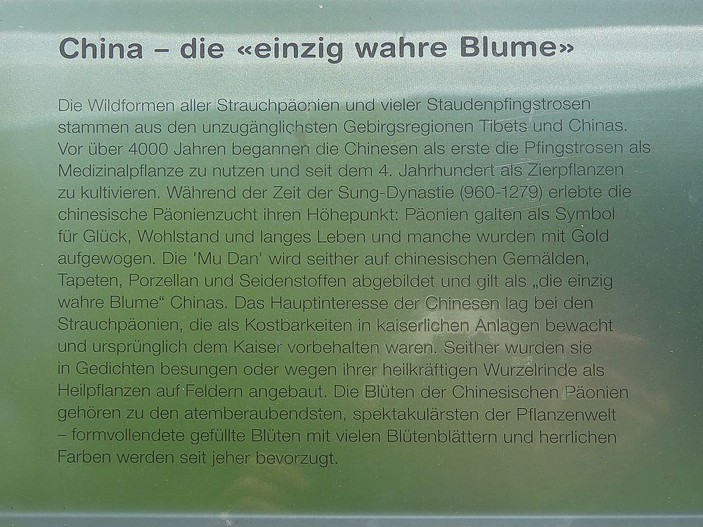 Einzig wahre Blume