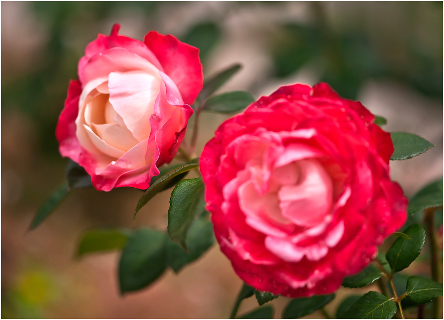 einzigartig - dieser Rosenduft