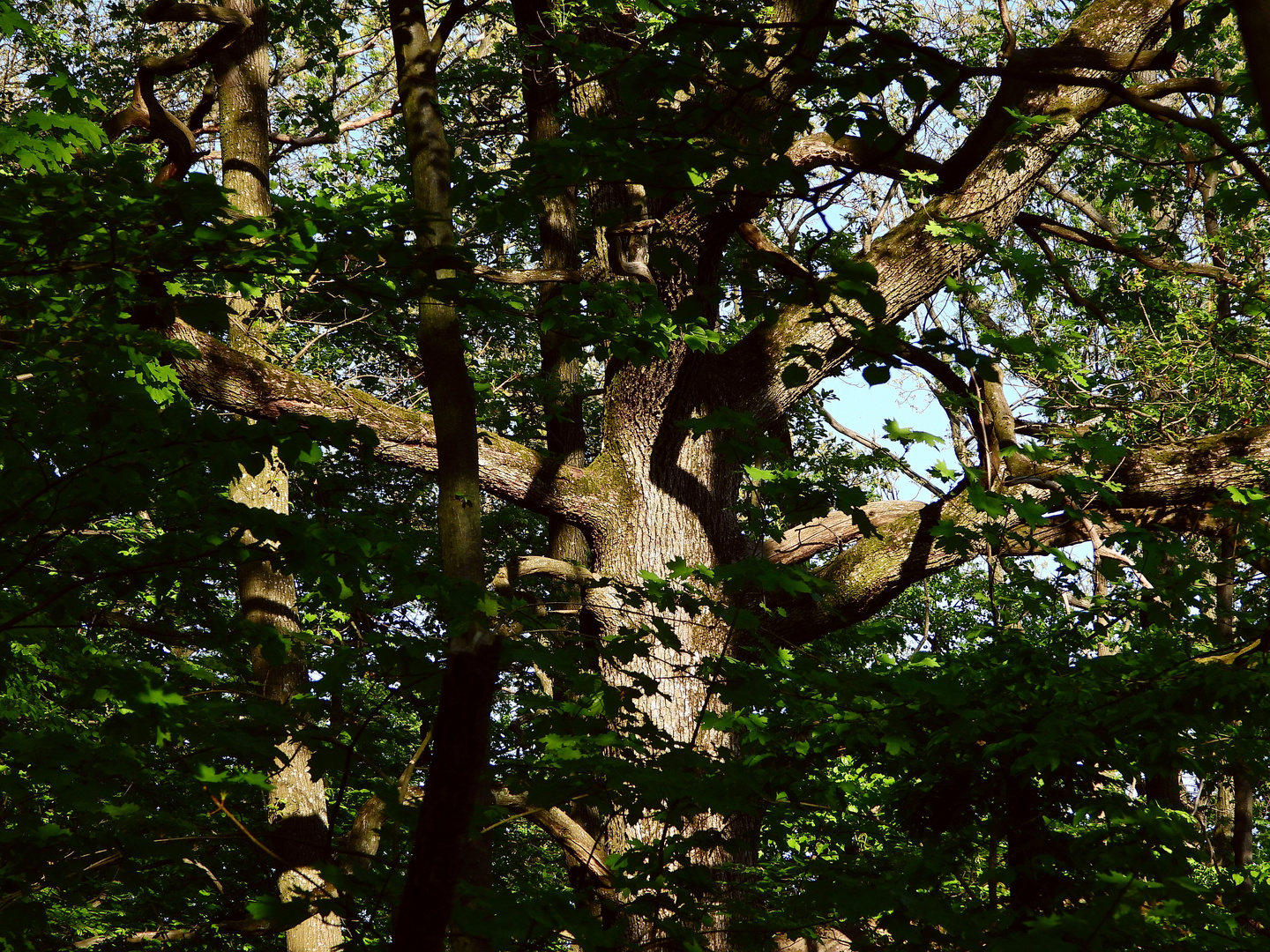 Einzigartig, Waldgebiet Wilhelminenberg Anschluß Wienerwald