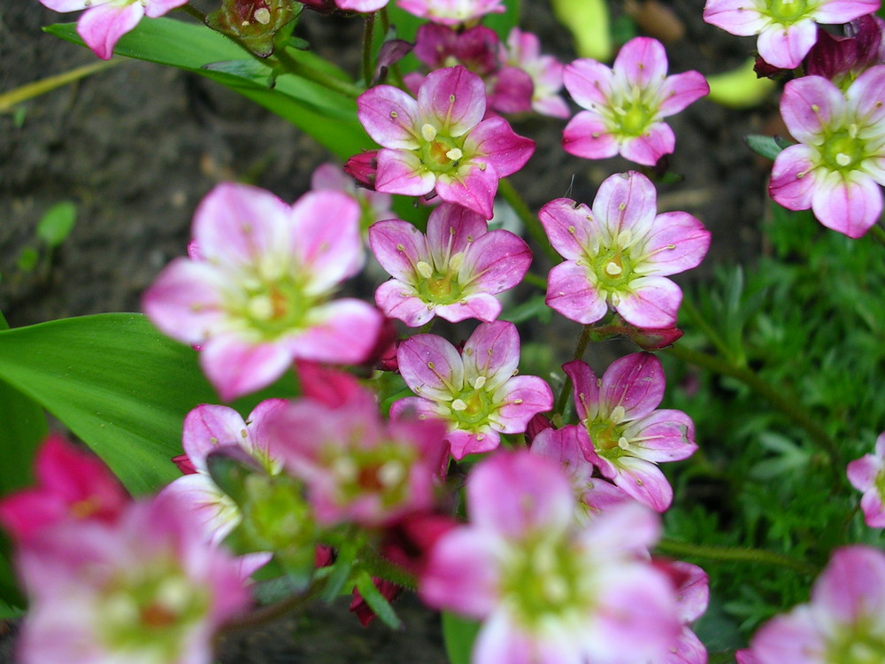 Einzigartige Blüten