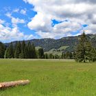 Einzigartige Flora und Fauna, uralte Bäume und wilde Bäche