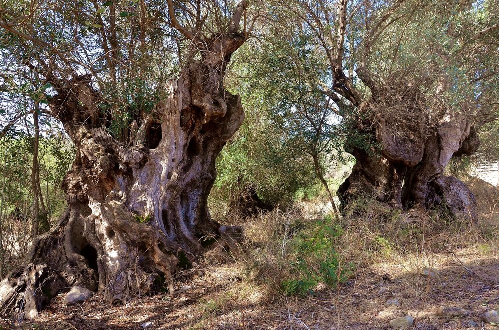 einzigartige Olivenbäume