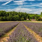 Einziges Lavendelfeld in der Pfalz