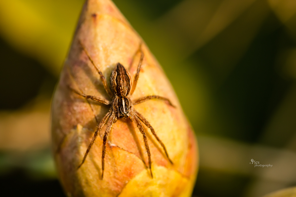 Einziges Makroobjekt in meinem Garten