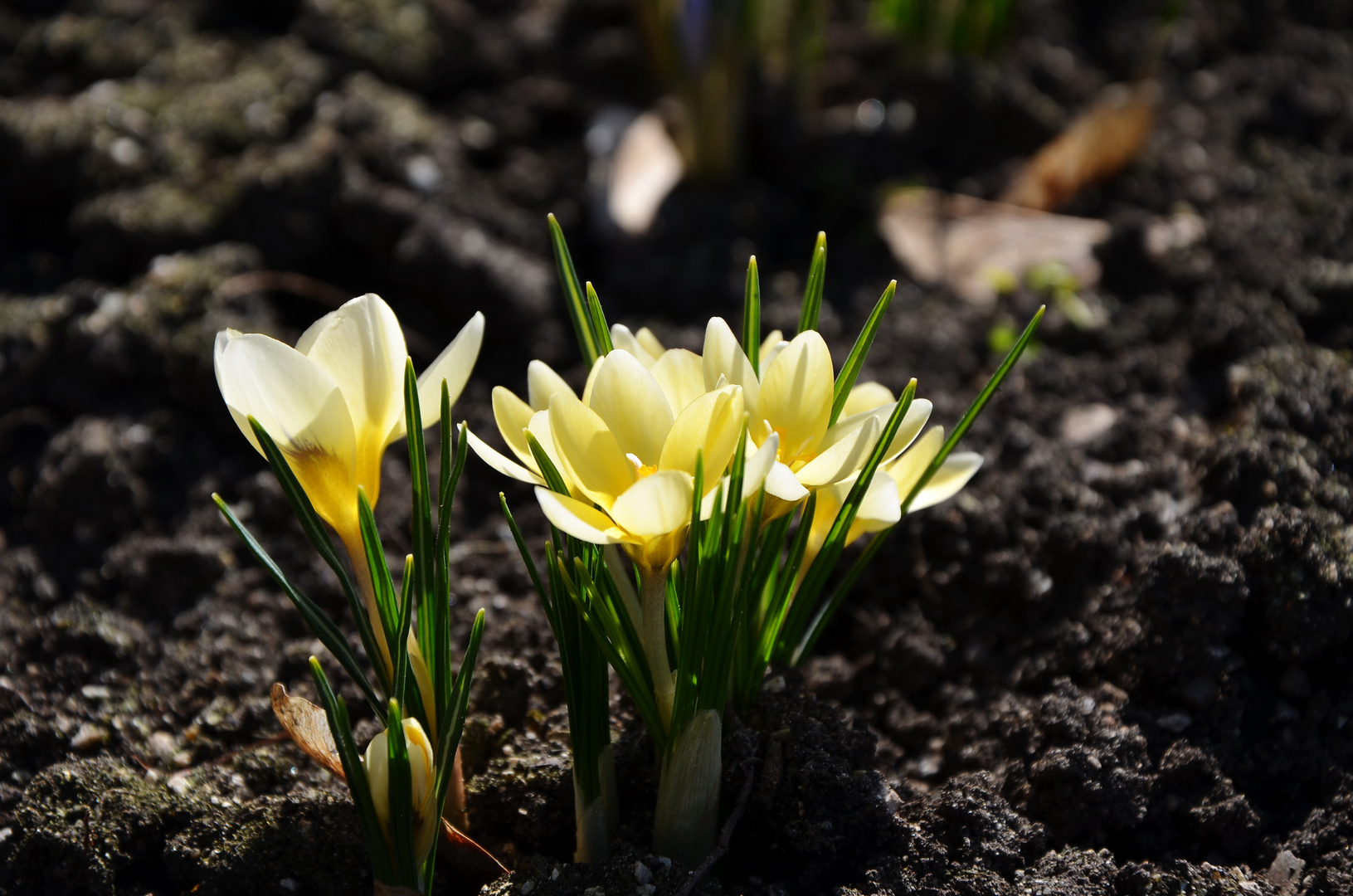 Einzug des Frühlings