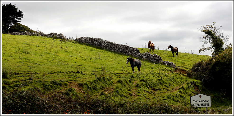 eire 4 - countryside 1