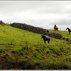 eire 4 - countryside 1