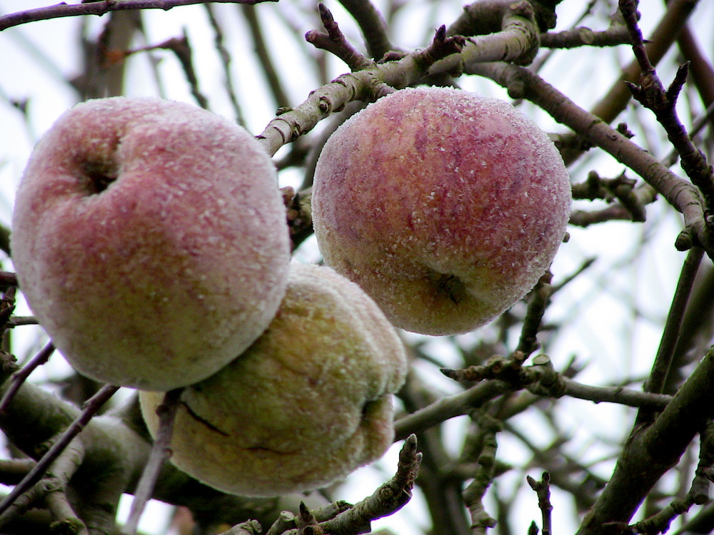 Eis-Äpfel