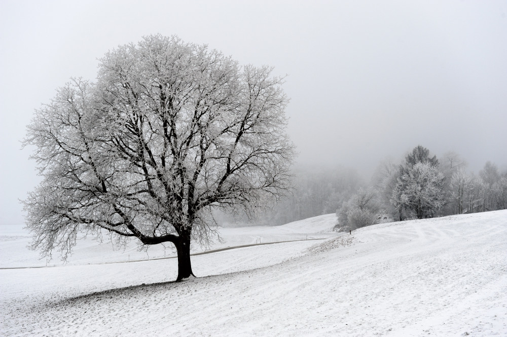 Eis am Baum 01