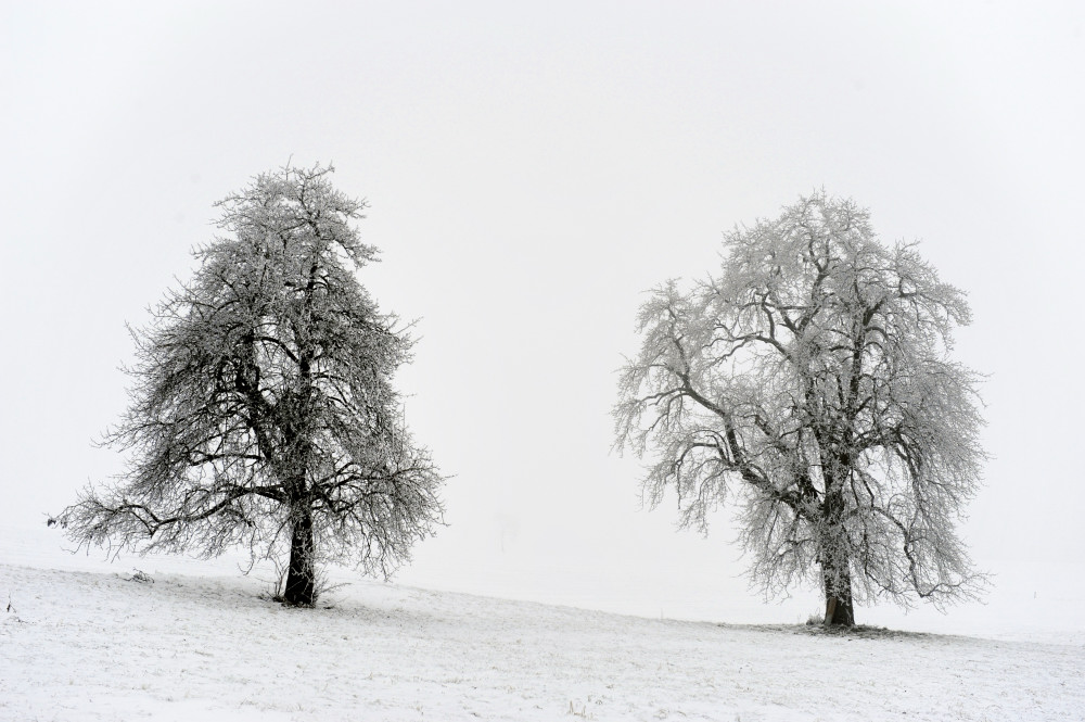 Eis am Baum 02