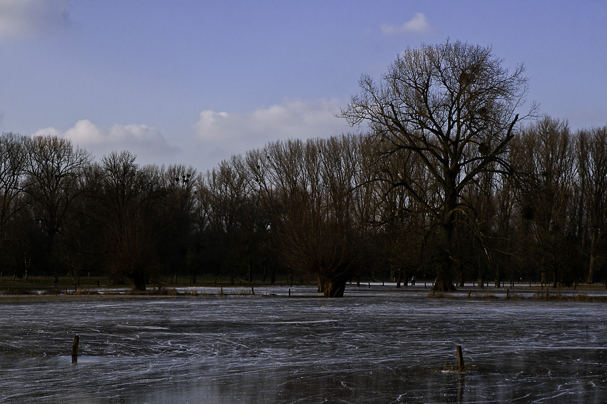 Eis am Rhein III