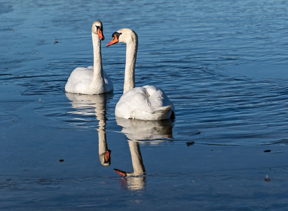 Eis am See - Das paar