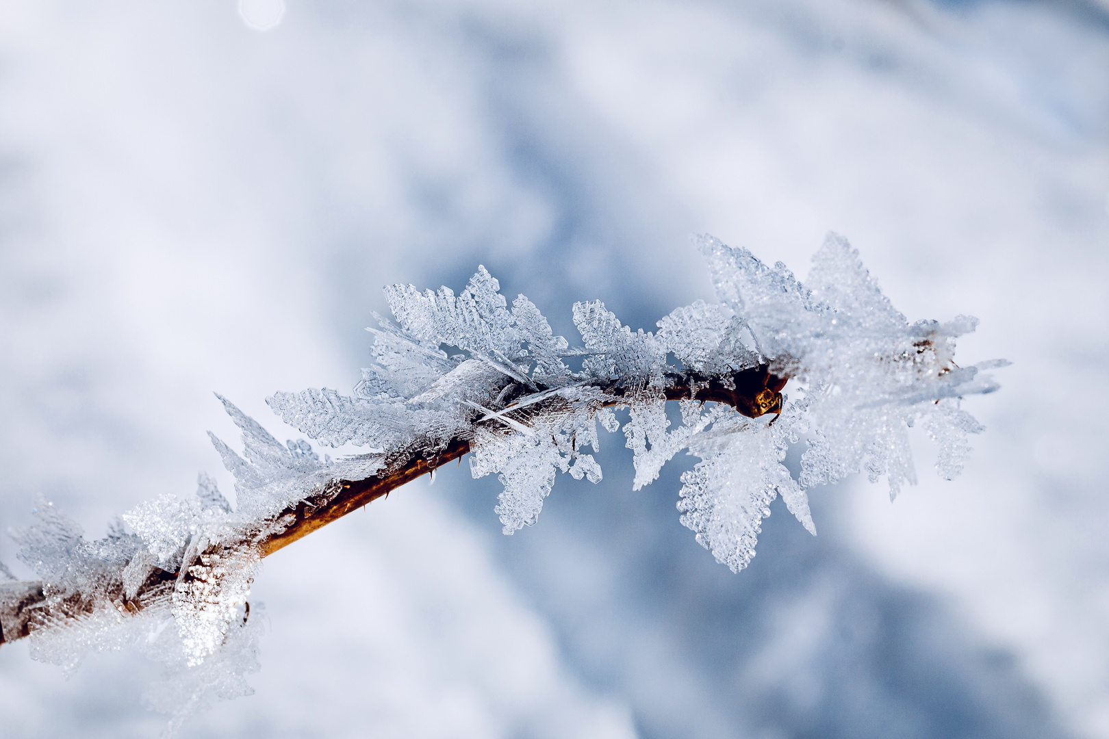 Eis am Stiel Foto &amp; Bild | makro, winter, eis Bilder auf fotocommunity