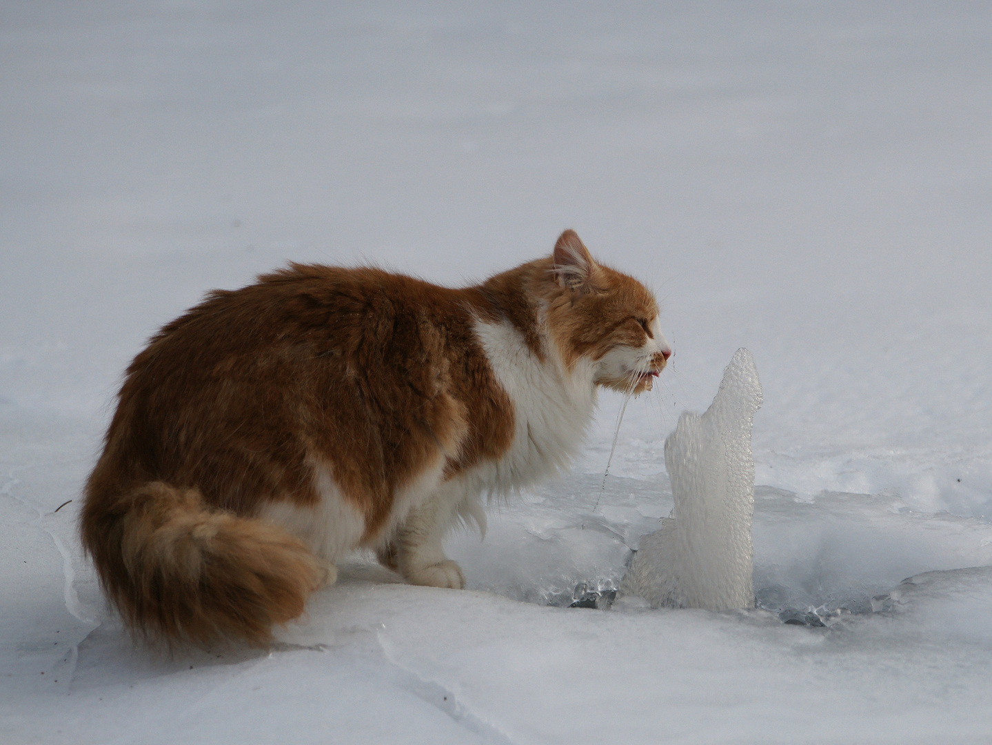  Eis am Stiel für die Katz