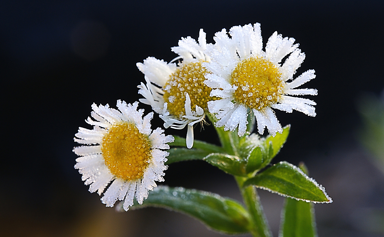 Eis an Gänseblümchen