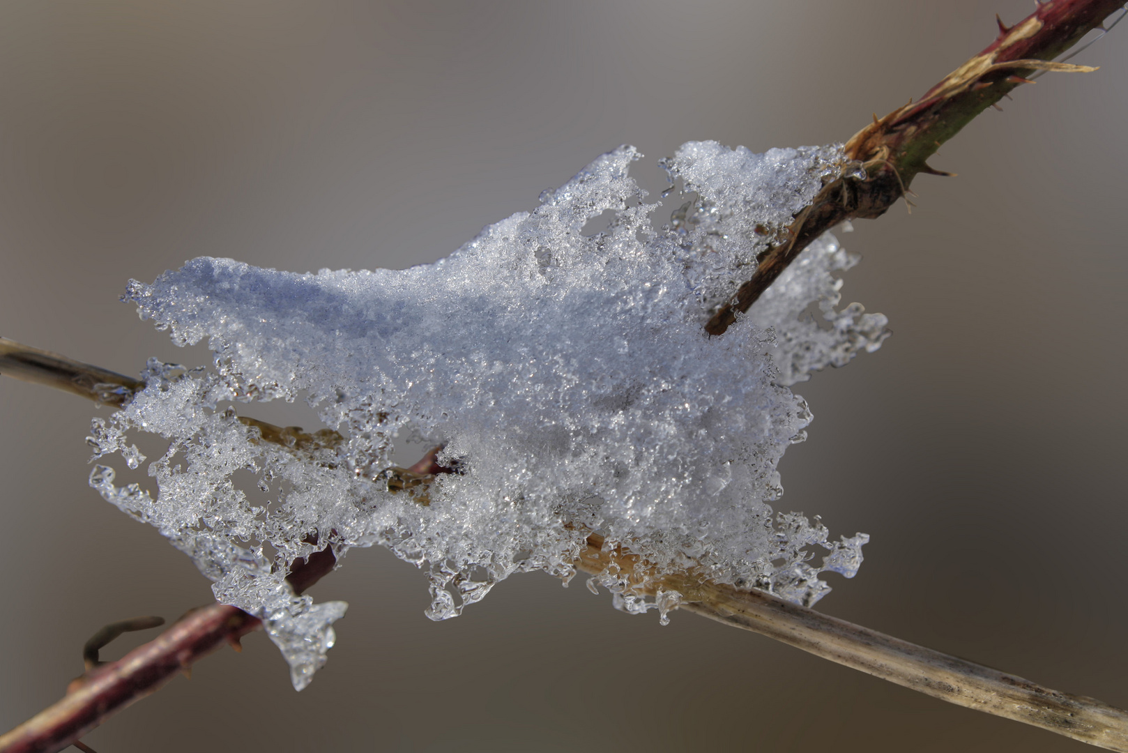 eis auf brombeere