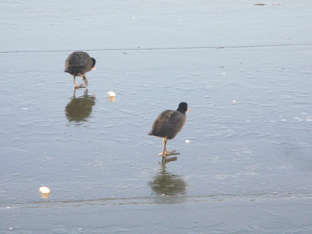 Eis auf der Alster