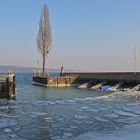 Eis auf der Mainau, Mainau im Februar