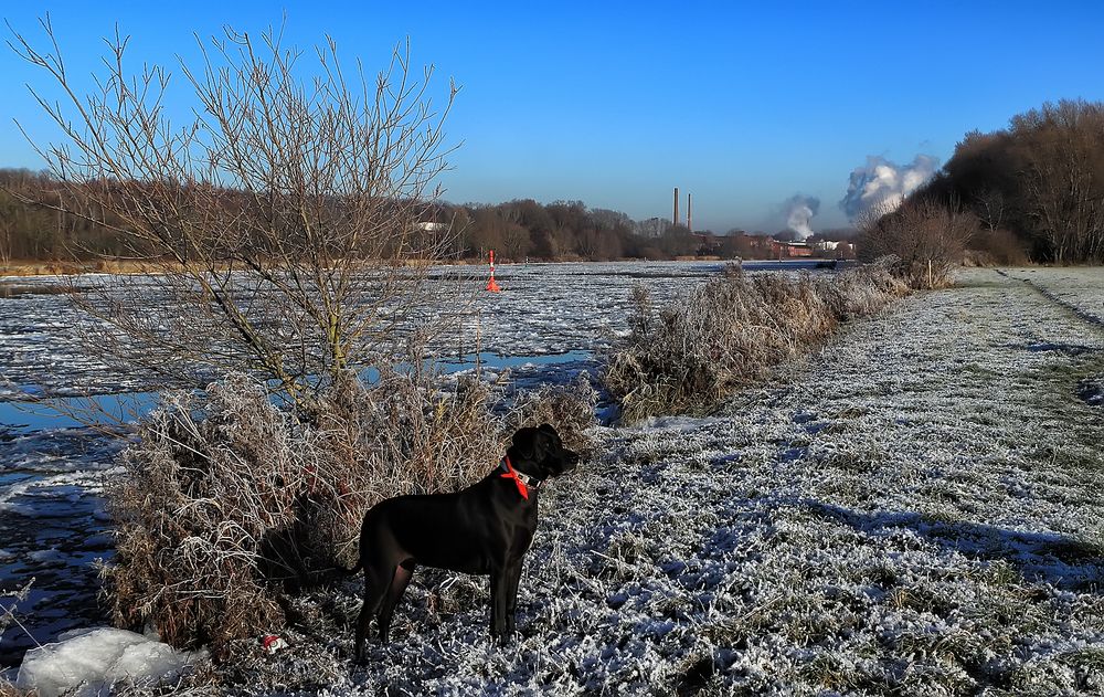 Eis auf der Weser 1