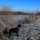 Eis auf der Weser 1