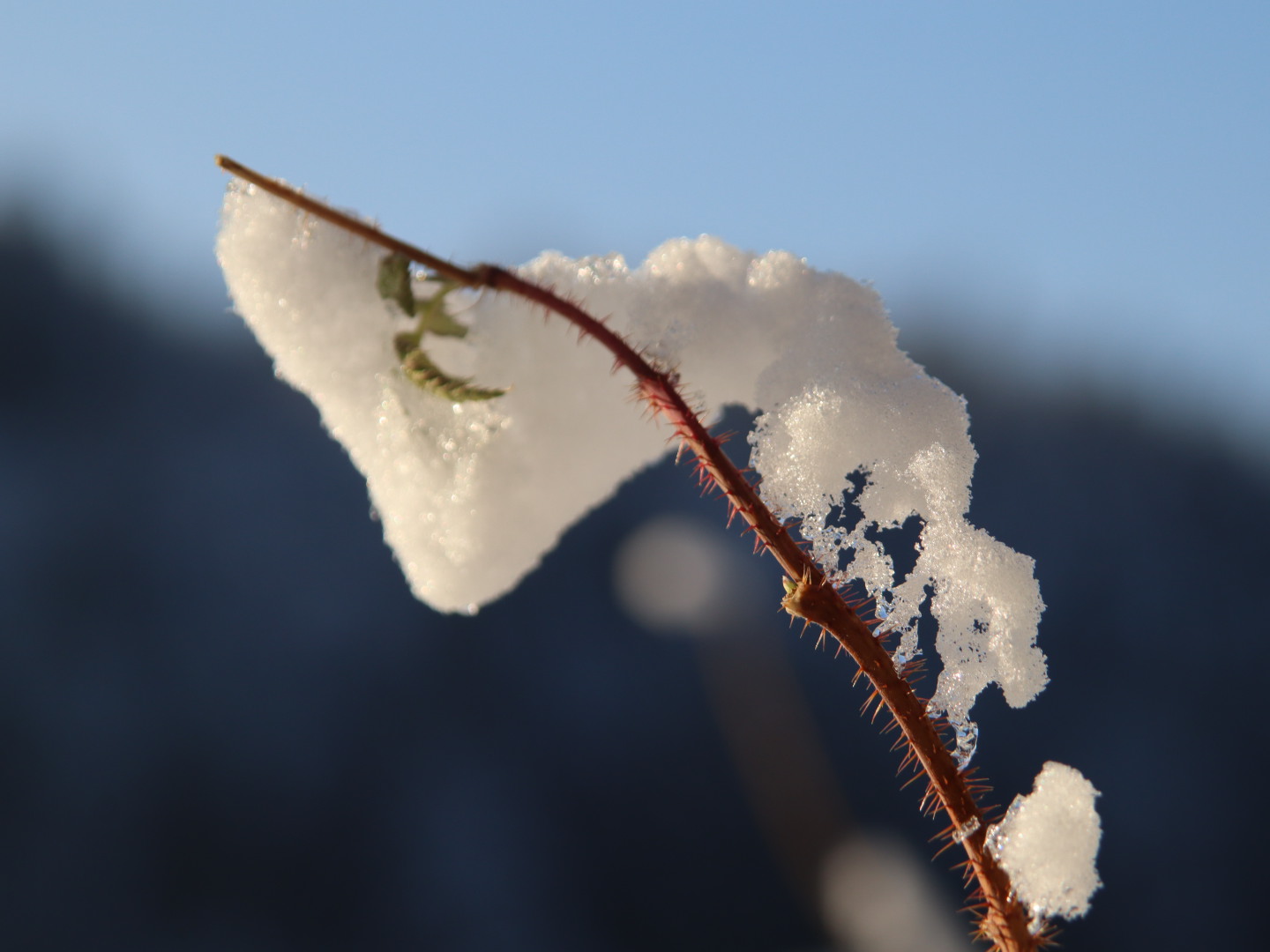 Eis auf Dornen 