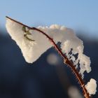 Eis auf Dornen 