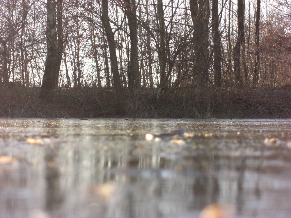 Eis auf einem Teich- Blick auf das Ufer