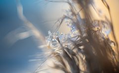 Eis auf Gras